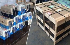 上?？者\(yùn)寵物狗到大連，安全放心